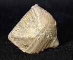 Goniophyllum pyramidale (HISINGER 1831) - Bild © FossNet FossilienStore